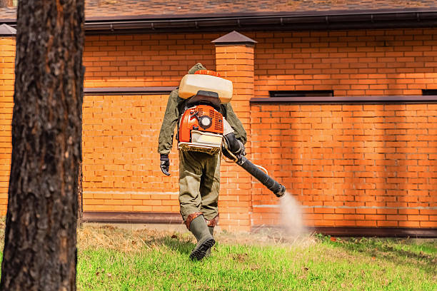 Trusted Ant Control service in East Hazel Crest, IL - Nex Pest Control